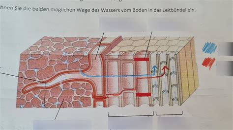 Wurzel Querschnitt Aufbau Diagram Quizlet