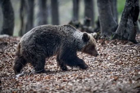 Allianz F R Wildtiere In Griechenland Gegr Ndet Griechenland Net