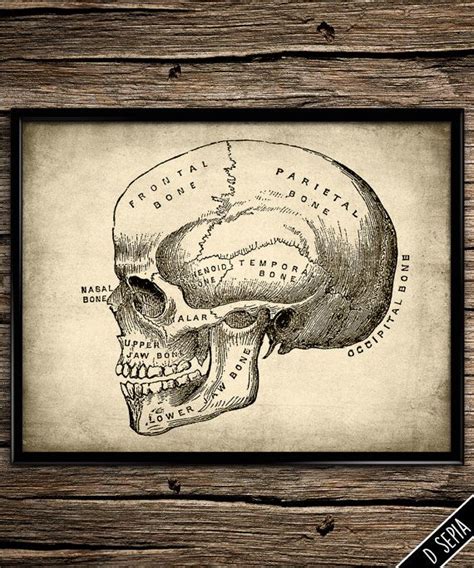 Vintage skull anatomy nervous system by UniquelyGiftedArt on Etsy Skull Anatomy, Brain Anatomy ...