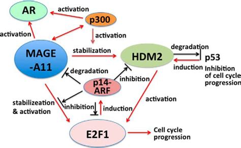 Post Translational Down Regulation Of Melanoma Antigen A Mage A