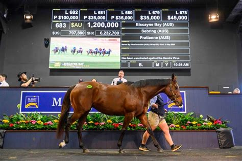 Mares In Foal To I Am Invincible Hot Property Yarraman Park Stud