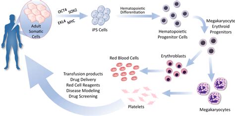 Ipsc Derived Red Blood Cells And Platelets For Clinical Applications