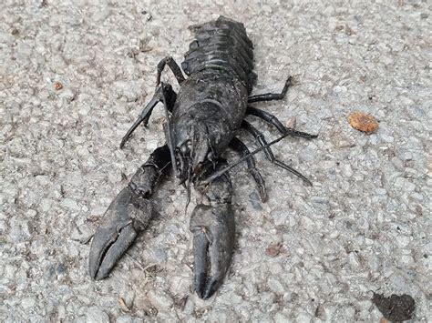 Black Crayfish