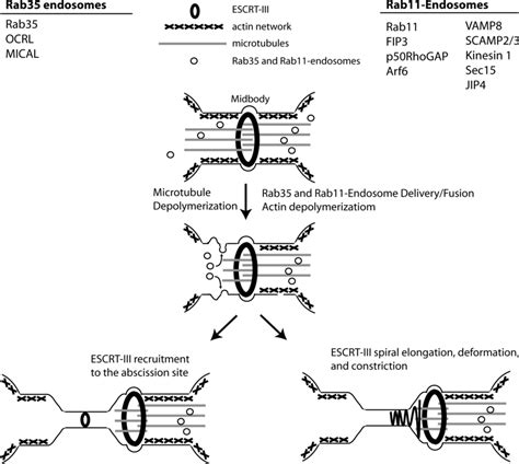 Midbody Mediated Abscission Concludes Cell Division In Late Telophase