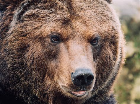 У США поліцейські врятували ведмедя, який закрився в машині