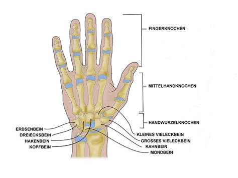 Mittelhandknochen Aufbau Funktion Krankheiten MedLexi De