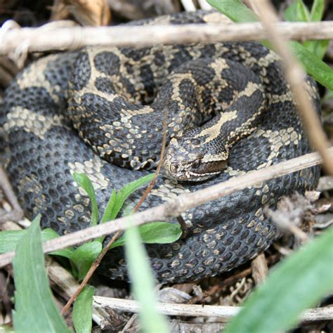 Massasauga Rattlesnake - Wildlife Preservation Canada