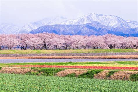 Cherry Blossom Trees or Sakura with the Japanese Alps Mountain Stock ...