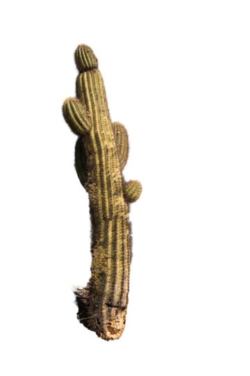 Surreal Desert Plants Png Transparent Images Free Download Vector