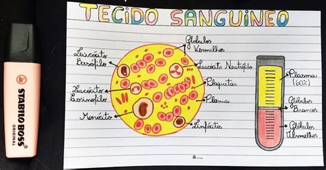 Tecido Sanguíneo Mapa Mental EDUKITA