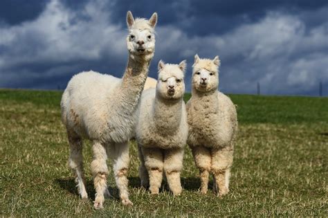 PETA Urges Retailers to Drop Alpaca Fleece; Textile Exchange Responds ...