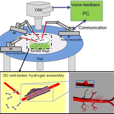 Fabrication Of Cell Laden D Hydrogel With Uv Exposure A Cell Mixed