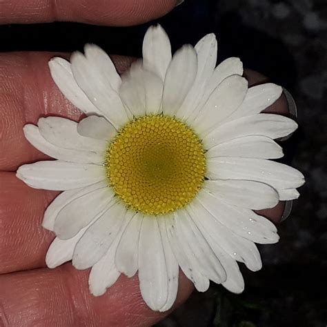 Magerwiesen Margerite Leucanthemum Vulgare Magerwiesen M Flickr