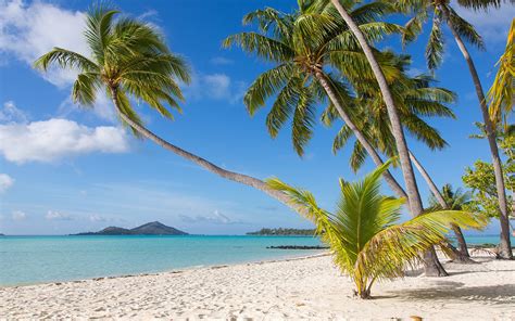 Coconut Tree Bora Bora Beach Nature Palm Trees Hd Wallpaper