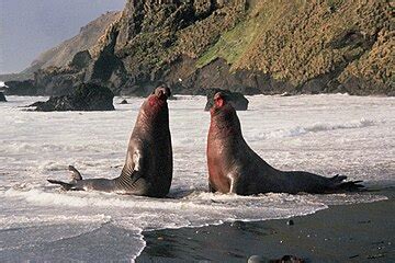 List of mammals of Antarctica - Wikipedia