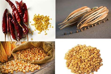 Sri Lanka Prepares For First Ever Seed Exports After Successful Testing