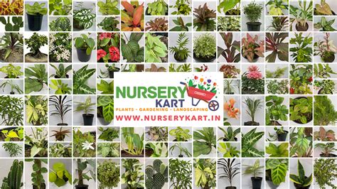 Understanding HS Codes For Nursery Plants A Guide For Exporters