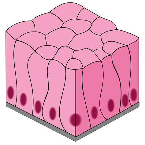 Cell Tissue Clipart