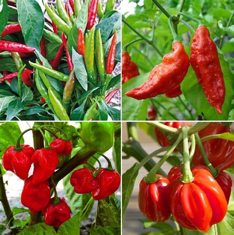 Buy HOT Chilli Collection Contains Varieties Chilli Thai Hot Chilli Pepper Bout Jolokia