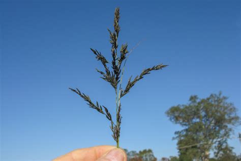 Eragrostis Curvula Weeping Lovegrass Cabi Compendium