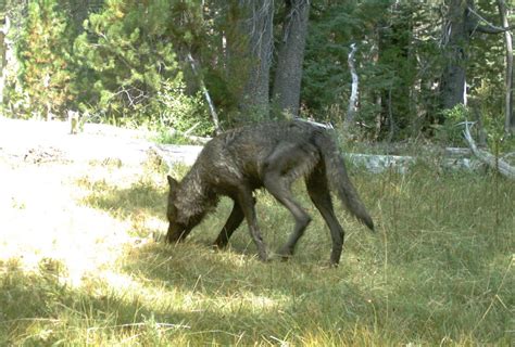 First Wolf Pack in 91 Years Photographed in Northern California | Lost ...