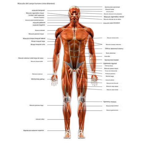 M Sculos Del Cuerpo Humano De La Cabeza El Cuello El Tronco Los