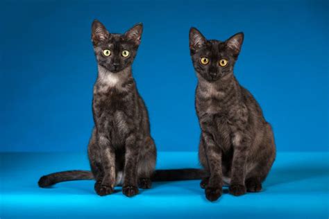 Egyptian Cat Breeds