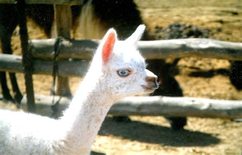 Welcome To Animal Cognizance Amazing Photographs Of Albino Animals