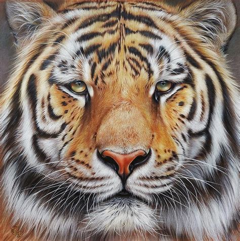 Siberian Tiger Drawing at GetDrawings | Free download