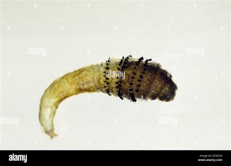 Dermatobia Hominis Botfly Larva Fotografía De Stock Alamy