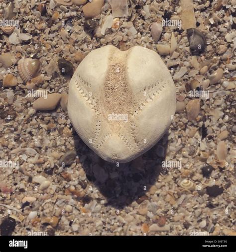 Sea Urchin Or Sand Dollar On Beach Stock Photo Alamy