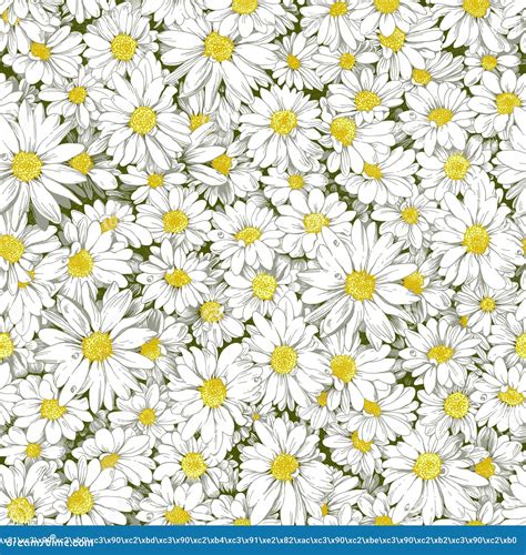 Chamomile Seamless Pattern Stock Vector Illustration Of Essence