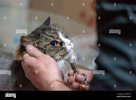 Cat Grooming In Pet Beauty Salon Grooming Master Cuts And Shaves A Cat