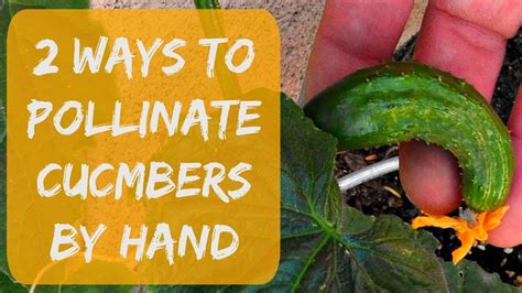 Pollinating Cucumbers By Hand Growing Cucumbers In Arizona 2017 Youtube