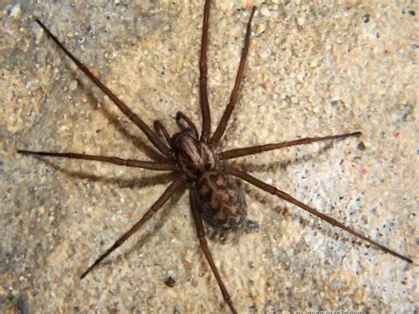 Tegenaria Domestica T G Naire Domestique Aquaportail