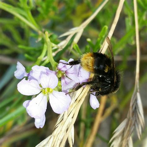 A busy bee