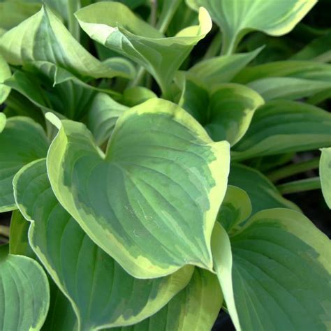 Hosta Pilgrim