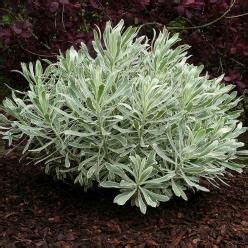 Euphorbia Characias Silver Swan Wilcott Bontbladige Wolfsmelk