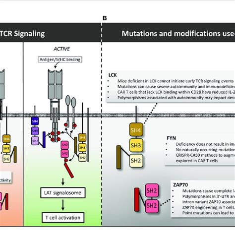 Lck Fyn And Zap Structure Mutations And Manipulations For