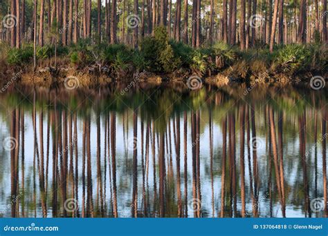 Reflexiones Del Bosque En El Lago Largo Key Del Pino Foto De Archivo