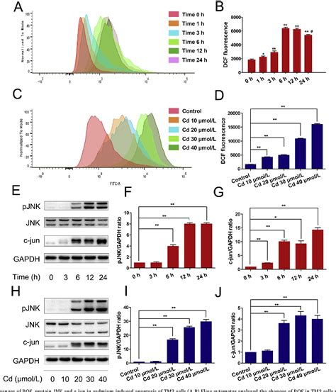 Figure 2 From Cadmium‐induced Apoptosis Through Reactive Oxygen Species‐mediated Mitochondrial