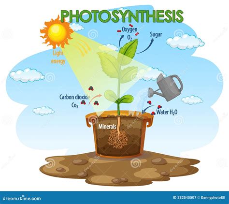 Diagrama Que Muestra El Proceso De Fotos Ntesis En Planta Ilustraci N