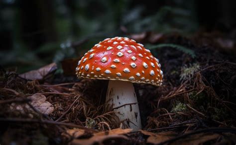 Unlocking the Secrets of Amanita Muscaria Mushroom Gummies - Inheal