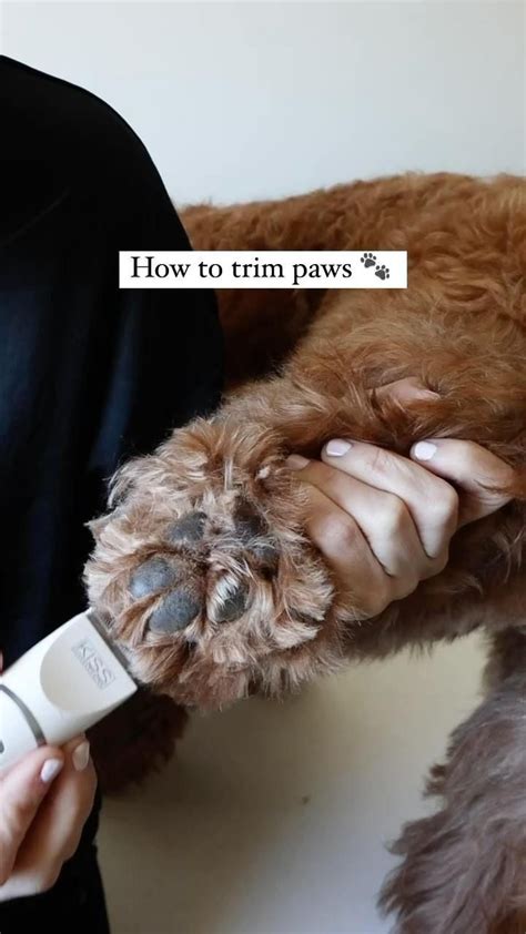 Beginners Guide To A Stress Free Way To Cut A Dogs Nails Artofit