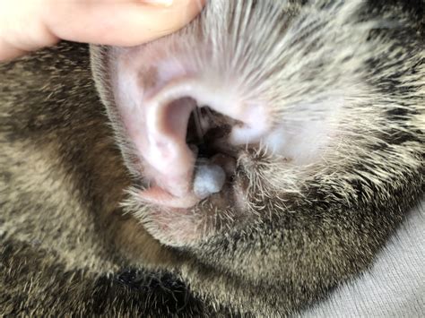 Waxy Ears In Cats At Donna Tyler Blog
