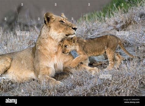 Lioness Panthera Leo With Cub Elephant Plains Sabi Sand Game