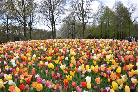 Amsterdam Tour Privato Guidato Non Turistico Dei Tulipani E Dei Mulini