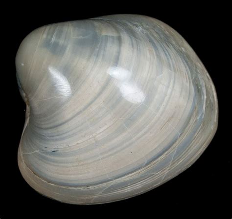 Polished Fossil Clam - Medium Size (#5268) For Sale - FossilEra.com