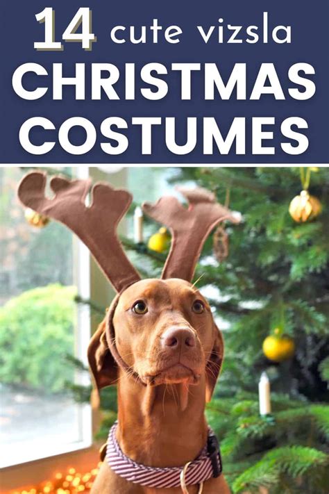 14 Of The Best Christmas Dog Costumes For Vizslas Its A Vizsla