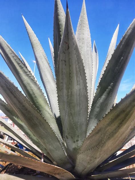 Big Thorny Spiky Green Plant That Looks Like Aloe Vera Growing In The